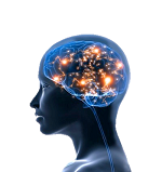 Sciences cognitives – la flexibilité mentale